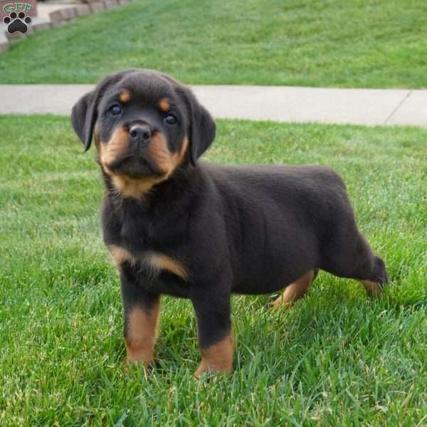 Axel, Rottweiler Puppy
